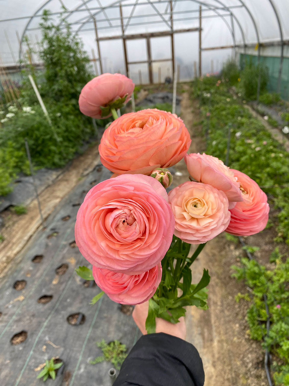 Bunch of pink Ranunculus at The Unwalled Garden