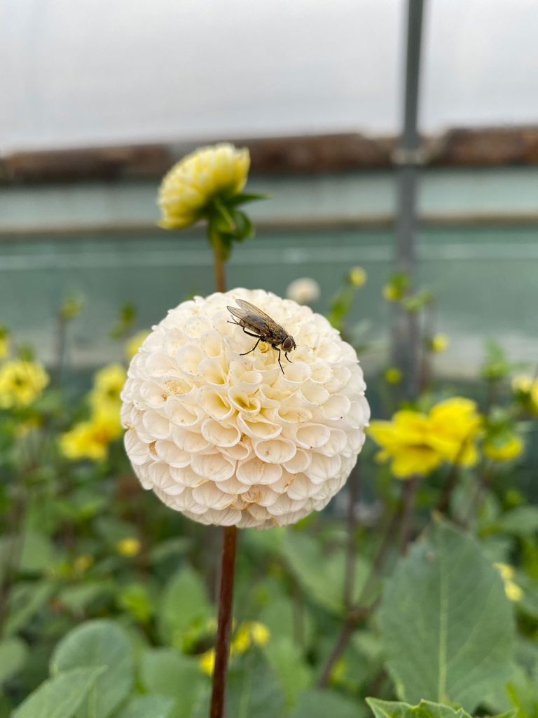 Bee on Dahlia High Summer