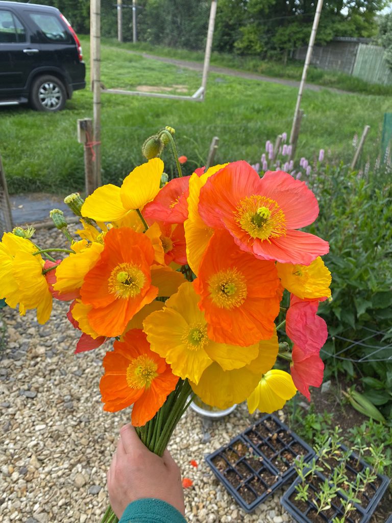 Bunch of red, yellow and orange poppies