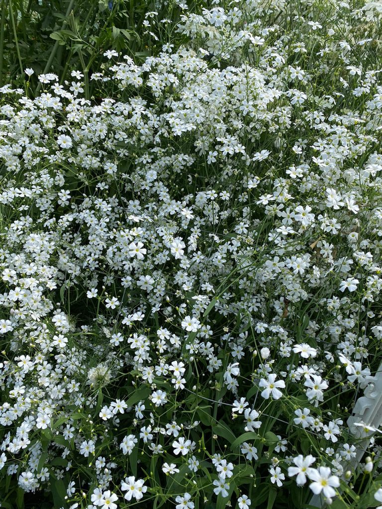 White  Gypsophila flowers growing