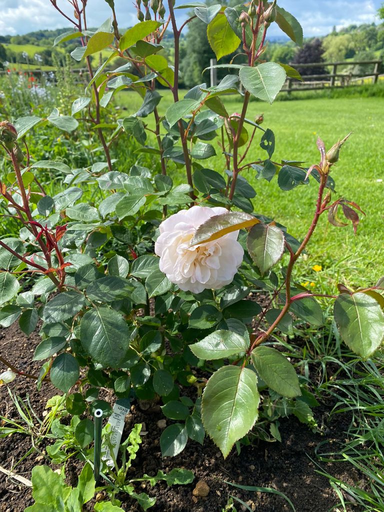 Rose growing in Cotswold countryside