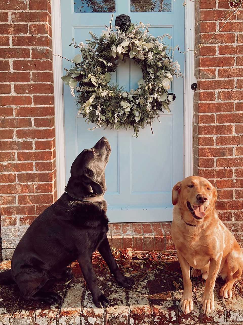 Happy dogs outside house with blue door and beautiful Christmas wreath