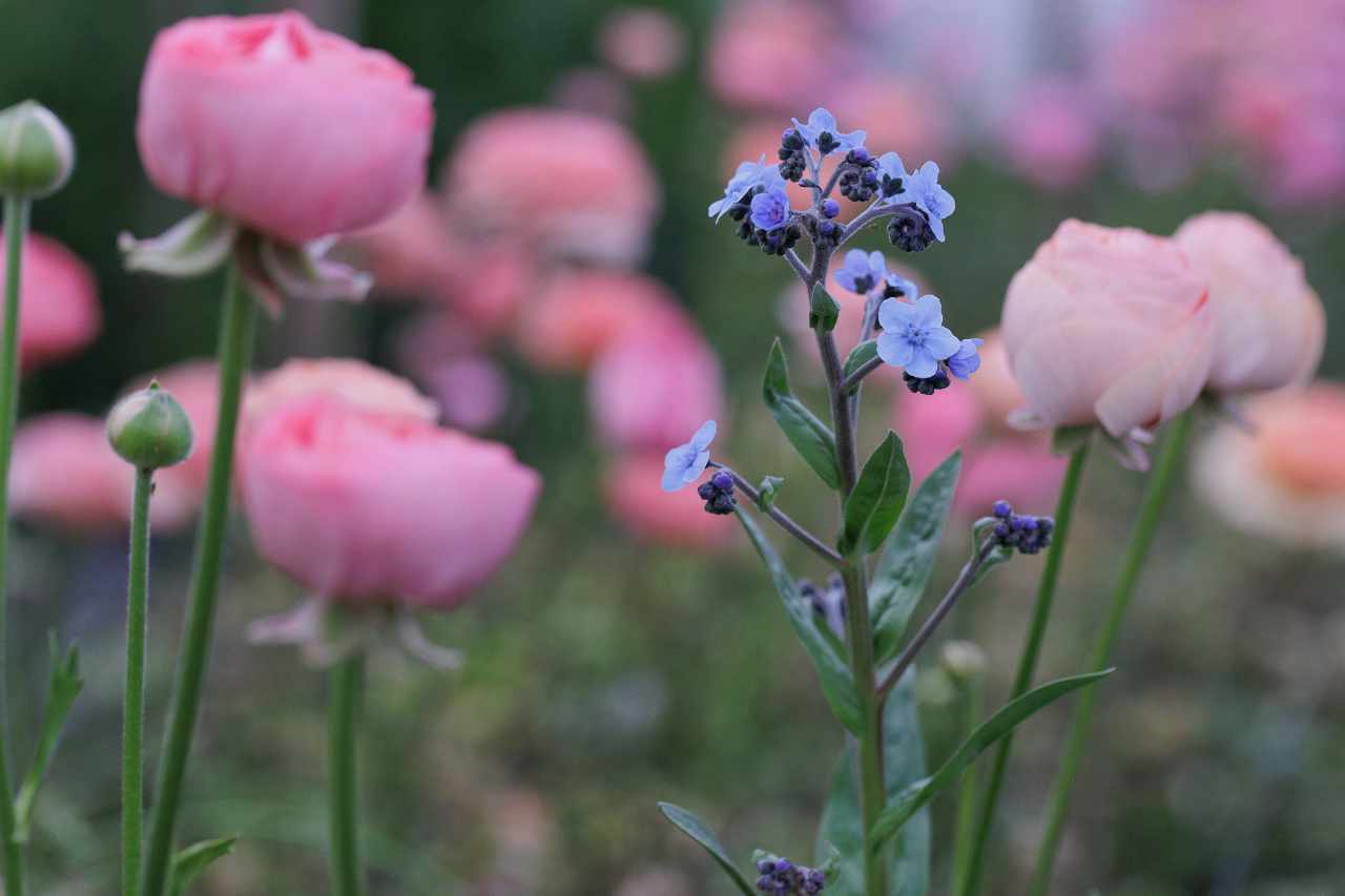 blue flower in front of pink renunculas
